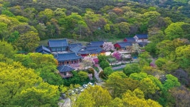 봄에 빠졌나 봄, 추천 여행지 5 | 한국경제 봄에 빠졌나 봄, 추천 여행지 5