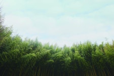 봄날의 담양, 미식과 힐링의 도시 | 한국경제 봄날의 담양, 미식과 힐링의 도시 