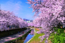 울산 남구 궁거랑 벚꽃길 | 한국경제 울산 남구 궁거랑 벚꽃길