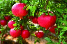 고흥유자·석류 축제 | 한국경제 고흥유자·석류 축제