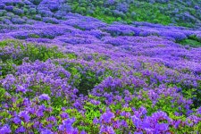 고흥 천등산 철쭉공원 | 한국경제 고흥 천등산 철쭉공원