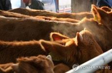 충남 예산에 스마트 가축경매시장 문 열어 | 한국경제 충남 예산에 스마트 가축경매시장 문 열어