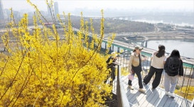 개나리 활짝 핀 응봉산 | 한국경제 [포토] 개나리 활짝 핀 응봉산 