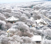 황홀한 설경…눈꽃 핀 한라산 1100고지 | 한국경제 [포토] 황홀한 설경…눈꽃 핀 한라산 1100고지