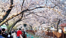 벚꽃 아래 피어나는 낭만…진해군항제, 모범축제로 명성 빛낸다 | 한국경제 벚꽃 아래 피어나는 낭만…진해군항제, 모범축제로 명성 빛낸다