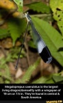   dragonfly - iFunny :)   You can’t buy fun but you can download it