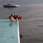   funnymanlyman on iFunny :)   funnymanlyman on iFunny
