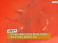바다에서 金을 캔다, 서천 실뱀장어 3. 봄 캐러 떠나보세~! 영양 산나물! 4. 솜사탕 같은 평택의 귀염둥이, 산양! | 119회 | 그린실버 고향이... 