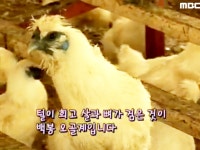 하얀 털 속 흑심 가득한 충주 백봉 오골계 3. 바다의 정기를 듬뿍~! 울릉도 부지갱이 4. 자리를 뜰 수 없게 만드는 맛! 거제 자리돔 | 124회... 