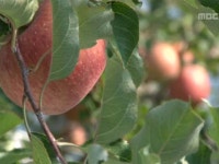 기차마을 (전라남도 곡성) 4. 한우 (강원도 홍천) | 193회 | 그린실버 고향이 좋다 | 만나면 좋은 친구 MBC 그린실버 고향이 좋다 | 만나면 좋은... 