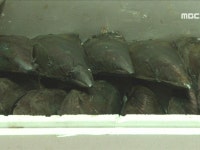 갯벌에서 건진 봄의 맛, 우럭 조개 (경남 남해) 4. 이름까지 예쁜 팔방채소, 채심 (인천광역시) | 162회 | 그린실버 고향이 좋다 | 만나면 좋은... 