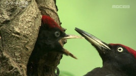 MBC 네트워크특선 은사시나무 숲 생명을 품다 (4.22) | 562회 | MBC 네트워크특선 | 만나면 좋은 친구 MBC MBC 네트워크특선  | 만나면... 