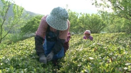 우전차 (경남 하동) 2. 산나물 (경기 양평) 3. 갯벌 장어 (인천 강화) 4.... 갯가재 (경기 김포) | 220회 | 그린실버 고향이 좋다 | 만나면 좋은... 