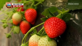 1. 발상의 전환! 페트병의 재발견 2.한파 속에서 찾은 빨간 열매, 딸기 3. 궁중음식 레시피를 복원한다! 대장금의 궁중상차림 4.교통대란... 