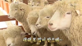 1. 고향탐방 (강원도 대관령) 2. 아귀 (전라남도 여수) 3. 애호박 (경상북도 안동) 4. 시래기 (강원도 양구) | 301회 | 그린실버 고향이 좋다... 