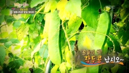 주꾸미 (전남 강진) 2. 작두콩 (전남 순천) 3. 히카마 (충북 청주) 4. 오이 (충북 진천) | 337회 | 그린실버 고향이 좋다 | 만나면 좋은 친구 MBC... 