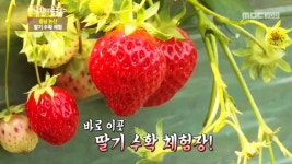 고향탐방 - 고향으로 가는 행복열차 : 딸기마을 (충청남도 논산) | 313회 | 그린실버 고향이 좋다 | 만나면 좋은 친구 MBC 그린실버 고향이 좋다... 