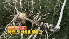 한 뿌리에 1억? 백년 첫 산삼을 찾아라 | 293회 | 리얼스토리 눈 | 만나면 좋은 친구 MBC 리얼스토리 눈 | 만나면 좋은 친구 MBC
