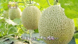 블루베리 (전남 해남) 3. 다슬기 (충북 괴산) 4. 고향탐방 &#8211; 신리마을 (전남 곡성) | 323회 | 그린실버 고향이 좋다 | 만나면 좋은 친구 MBC... 