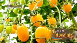 [325회] 1. 오이 (경기 평택) 2. 나룻배마을 (경기 연천) 3. 쌈 채소 (경기 양평) 4. 고향탐방 – 부래미마을 (경기 이천) | 그린실버 고향이 좋다;... 