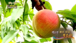 화문석 (인천 강화) 4. 고향탐방 &#8211; 안터마을 (충북 옥천) | 329회 | 그린실버 고향이 좋다 | 만나면 좋은 친구 MBC 그린실버 고향이 좋다... 