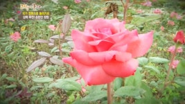 [334회] 1. 고향탐방 흥해라 흥 (십승지) 2. 순천만 정원 (전남 순천) 3. 가을 길 여행 (경기 남양주) 4. 농촌, 미래를 그리다 (서울, 전남 순천)... 