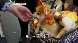 1.하하랜드 유치원 &#8211; 시골 마을 분교 학생들의 동산이 육犬일기! 2.하하랜드 호호가족 &#8211; 사진관의 인기스타 犬, 실장 치프와... 