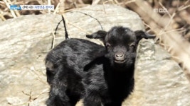대전 쌍둥이 엄마의 비밀 2.육해공 총출동, 보양식 끝판왕 불로장생탕! 3.내 남편을 고발합니다! 때려 부수는 남자 4.산 속 은둔 생활만... 
