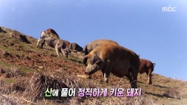 1.도루묵 아빠와 초보 어부 딸의 겨울나기 2.문어꽃... 산에서 키운 시골 돼지 한 상 4.호주 남편 데이비드의 못 말리는 도자기 사랑! | 740회... 