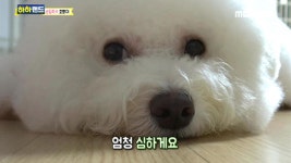 하하랜드 유치원 &#8211; 그레이트데인 9남매의 좌충우돌 성장일기 | 6회 | 하하랜드 | 만나면 좋은 친구 MBC 하하랜드 | 만나면 좋은 친구 MBC