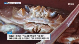 삼척 대게 2.2018년 새해맞이 건강음식 대결! 해신 칼국수 VS 명태 백숙 3.연매출 7억! 골목 빵집의 역습 4.빨간맛! 빨강 할아버지의 인생... 