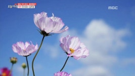 리틀 펫밀리 2.약초꾼 형제, 매일 불꽃 튀는 사연은? 3.강원도 철원, ‘가을 풍미’에 빠지다! 4.두메산골 맥가이버의 미스터리 하우스 5.... 