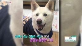 SOS 위기의 반려동물 - 3부 - 3. 30년 지나도 끝나지 않아, 성추행 트라우마 4. 바다에 추락한 차량, 운전자 살려낸 이것은? | 3024회 | 생방송... 