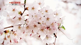 [1033회] 1. 튀김 덮밥 vs 아갈찜 2. 봄의 전령사, 섬진강 벚굴 3. 여주 도자기 부부, 쌀독과 사랑에 빠지다 | 오늘N; | 만나면 좋은 친구 MBC... 