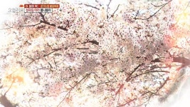 욕지도 할매 바리스타 2. 맹물로 만든 동치미, 갈비보다 인기? 3. 변신의 귀재! 국물족발 vs 돈스갈비 4. 성곽길 따라 봄나들이 | 1042회... 