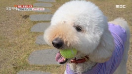 방콕 민박! 4. 마법 같은 공간 활용! 경차타고 화성여행 5. 장건강 지킴이! 가수 김혜연의 가족 나들이 | 1424회 | 오늘N | 만나면 좋은 친구 MBC... 