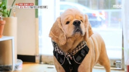 중식 VS 한우 요리 열전 3. 가평 숲속 별장의 무한리필 만찬 4. 취향 까다로운 도시견(犬 ) 히든이 | 1390회 | 오늘N | 만나면 좋은 친구 MBC... 