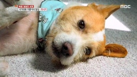 N대표KSNET_무_4 | 똑순이 아줌마의 신안표 보양밥상 4. 세계 신기록 수립! 국가대표 자몽이의 하루 5. 환절기 면역력! 장 건강에 달렸다? | 1399회 | 오늘N...