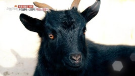 강아지의 탈을 쓴 염소가 나타났다?! 2. 단돈[ ? ]원! 잔칫상 뺨치는 21첩 여수 한상? 3. 현지인이 사랑하는 제주 어멍의 손맛은? 4. 15인승... 