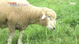 19살 차이, 지리산 부부의 산골 로망스 4. 건령산 자연 목장에서 하이디가 되다! | 1579회 | 오늘N | 만나면 좋은 친구 MBC 오늘N | 만나면... 