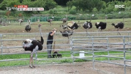타조농장 잔소리 유발자 내 남편! 2. 100년 고택 부부의 밥상 3. 빈집 투어 하는 사람들의 정체는? 4. 다이어트 성공해도 걱정? 처진 살... 