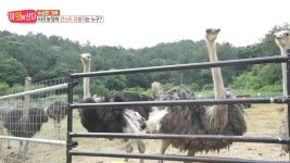 타조농장 잔소리 유발자 내 남편! 2. 빈집 투어 하는 사람들의 정체는? | 211회 | 이 맛에 산다 | 만나면 좋은 친구 MBC 이 맛에 산다 | 만나면... 