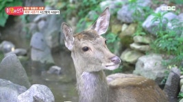 경상북도 영덕군‘인량 마을’ | 233회 | 이 맛에 산다 | 만나면 좋은 친구 MBC 이 맛에 산다 | 만나면 좋은 친구 MBC