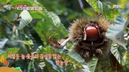 아들은 왜 밤농장으로 돌아왔나 4. 2층 한옥의 비밀 | 오늘N; | 만나면 좋은 친구 MBC [오늘N] 1. 3년 만에 돌아왔다! 광명 동굴 와인 축제 2.... 