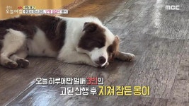 5. 충효사 마스코트, ‘산행 길잡이’ 몽이 | 4058회 | 생방송 오늘 아침 | 만나면 좋은 친구 MBC 생방송 오늘 아침 | 만나면 좋은 친구 MBC