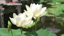 [1822회] 1. 한증막 더위는 가라! 바다를 옮겨놓은 용왕 밥상 2. 전원생활을 꿈꾼다면? 민박에서 1박 2일! 3. 어묵장사 부부의 인생이라는 여행 4.... 