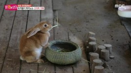 충무로 골목대장! 55년 백반의 비밀 2. 28마리 토끼가 뛰어노는... 1인분 가격으로 즐기는 8종 무한리필 5. 남편의 사랑을 뺏긴 아내! 정원에... 