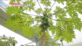 1년 내내 꽃이 핀다♧ 한겨울 폭설에도 푸릇푸릇한 온실정원 | 핫클립 | 생방송 오늘 저녁; | 만나면 좋은 친구 MBC 1년 내내 꽃이 핀다... 