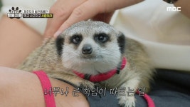 [3회] 아미하우스의 두 번째 이야기! | 우리동네 털뭉치들; | 만나면 좋은 친구 MBC [우리동네 털뭉치들] 아미하우스의 두 번째 이야기!