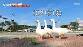 평창 하면 빼놓을 수 없는 음식! 봉평메밀막국수 | 핫클립 | 오늘N; | 만나면 좋은 친구 MBC [오늘N]